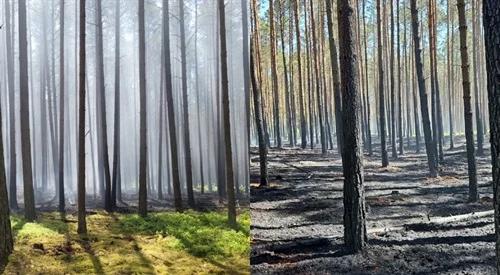 Ratownicy gaszą ogień w lesie ...