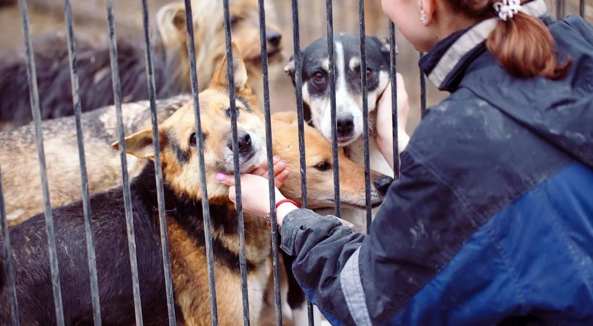 Trudna sytuacja w schronisku na Paluchu. Wolontariusze otrzymują wypowiedzenia