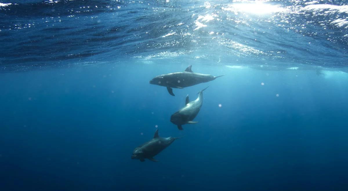 Francja: ocean od stycznia wyrzucił na brzeg 1100 martwych delfinów