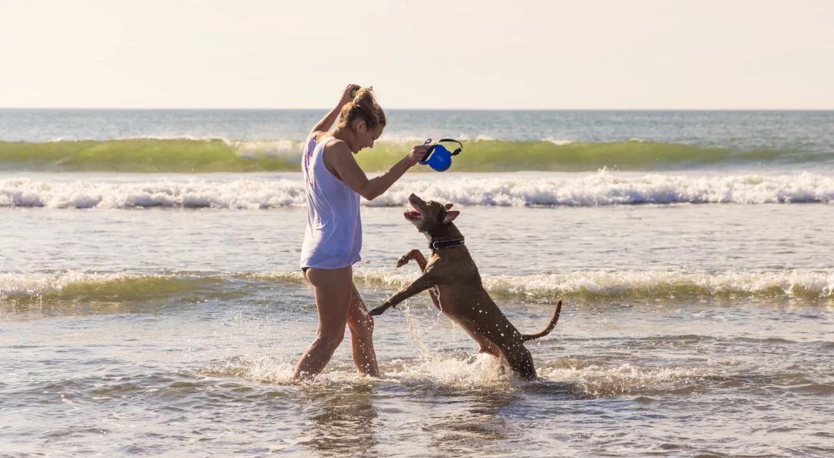 Pies na plaży? Uwielbiamy zwierzaki, ale raczej nie chcemy ich obok swojego koca