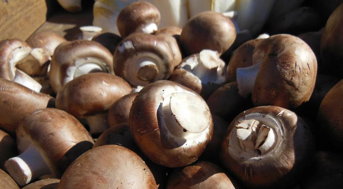 Polska największym producentem pieczarek w Europie dzięki unijnym funduszom