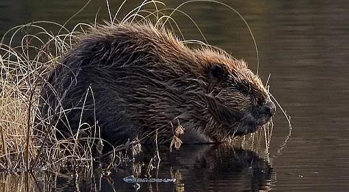 Trybunał Konstytucyjny wydał wyrok ws. bobrów