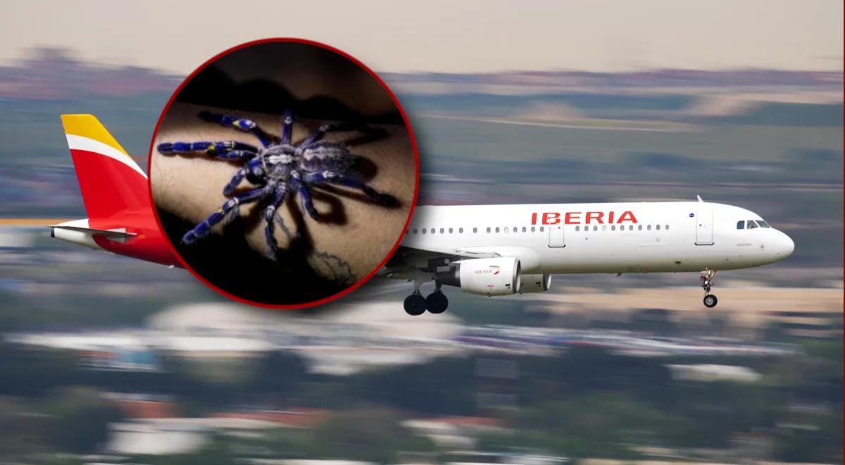 Tarantula ugryzła pilota podczas lotu. Okazało się, że jest uczulony