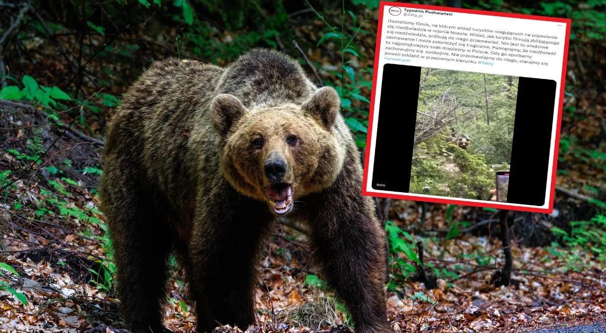 Spotkali niedźwiedzia w Tatrach. Szokujące zachowanie turystów