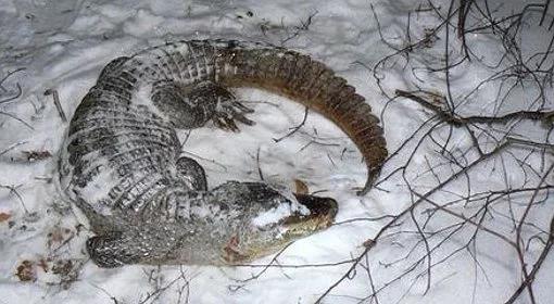 Krokodyl znaleziony w lesie nie zamarzł. Zdechł, bo był źle traktowany