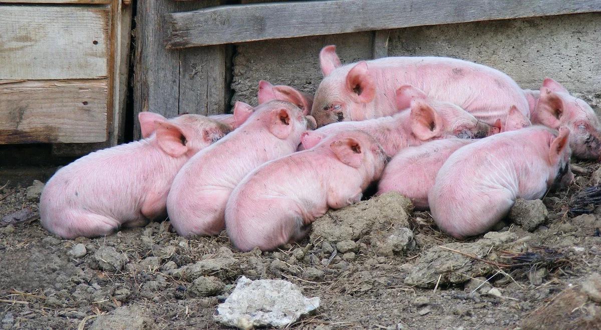 Ceny wieprzowiny rosną. Powód? Chiny 