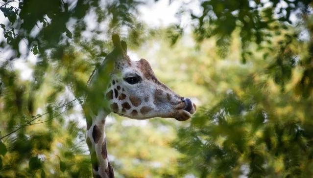 Żałoba w łódzkim zoo. Nie żyje żyrafa Tofik