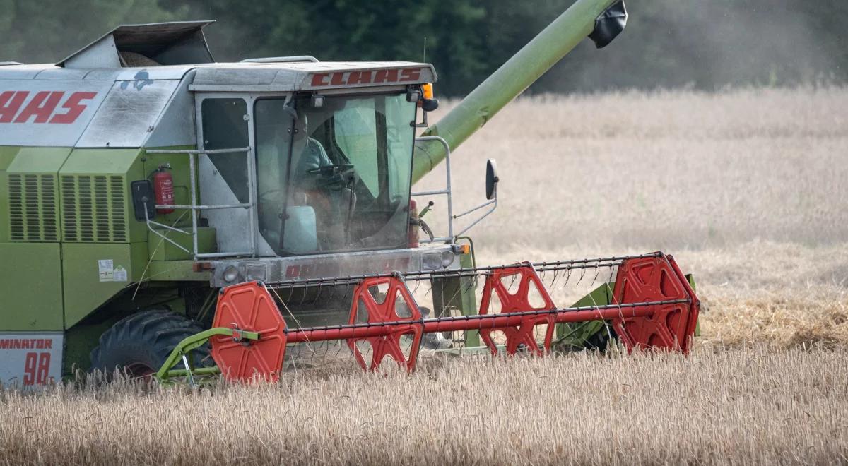 Żniwa zbóż na finiszu. Ceny się nie zmienią z powodu dużych zapasów