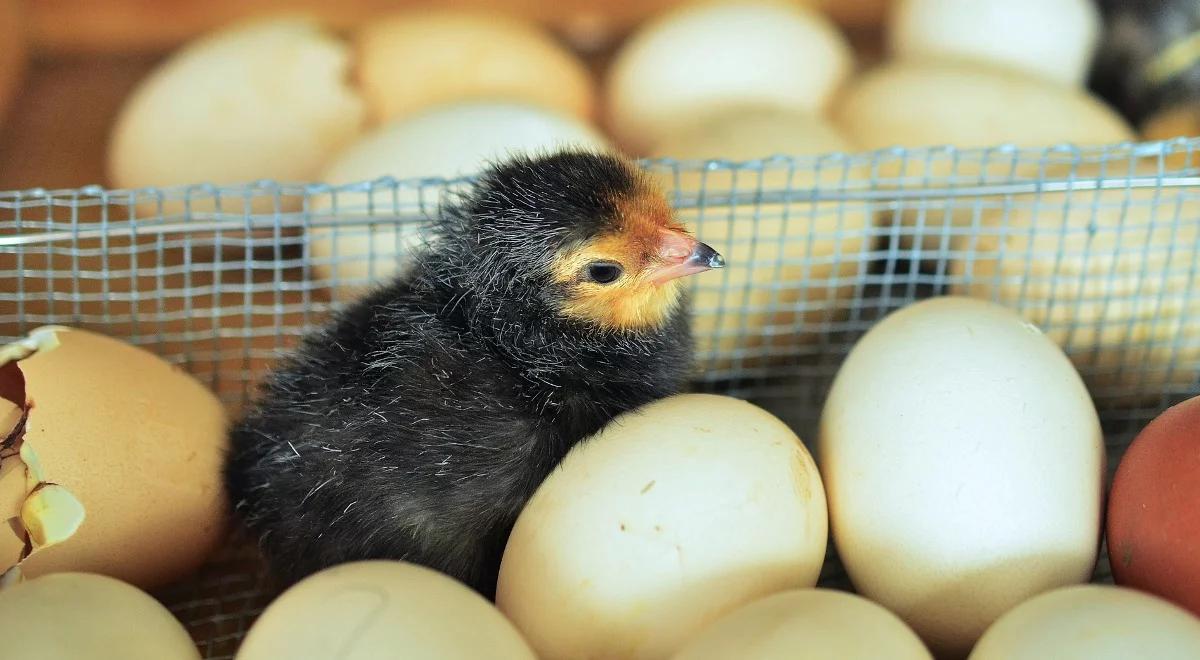 Jest zgoda Chin i Tajwanu na import polskich jaj, piskląt i mięsa drobiowego