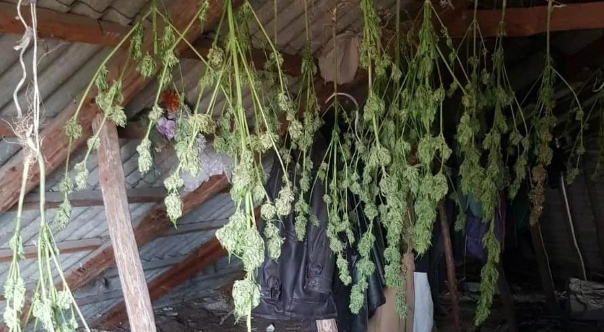 Plantacja marihuany na prywatnej posesji. Dwie osoby zatrzymane