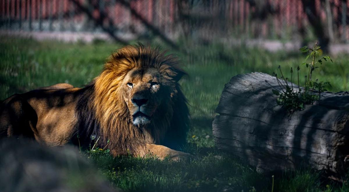 Lew uciekł z zoo w Turcji. Zwierzę zaatakowało człowieka