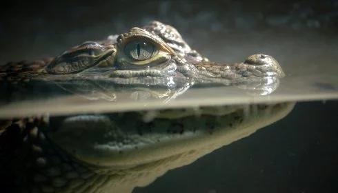 Stan alarmowy po ucieczce 400 krokodyli