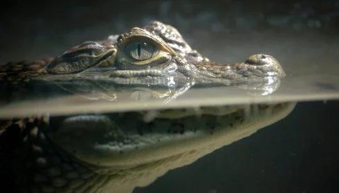Australia: uwaga na węże i krokodyle