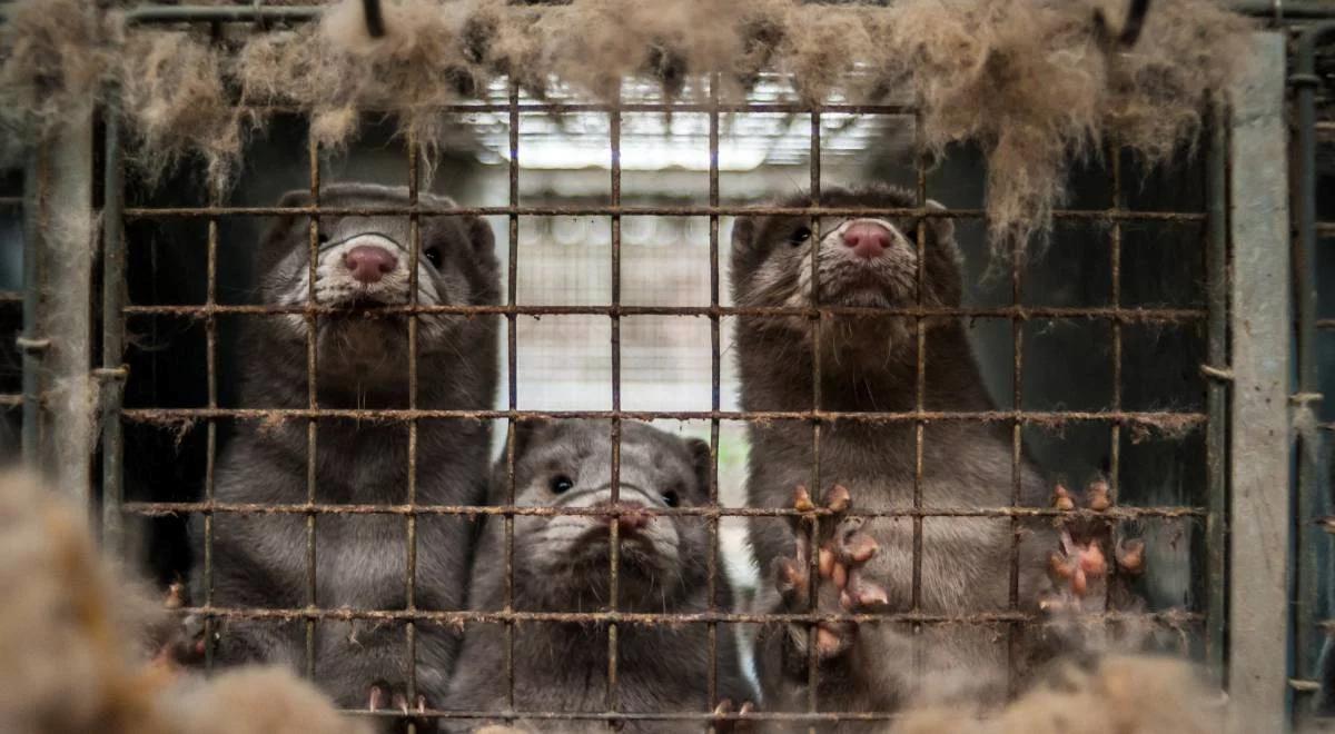 Hodowla zwierząt futerkowych. Ekspertka: to spełnianie fanaberii