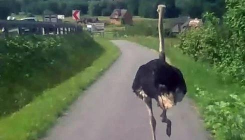 Struś pędziwiatr na drodze Kraków - Zakopane