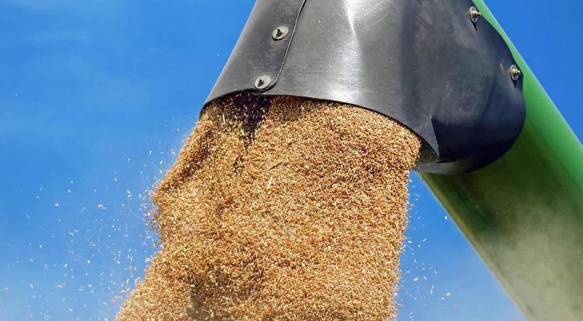 Polscy producenci drobiu i trzody nie poradzą sobie bez importowej paszy GMO?