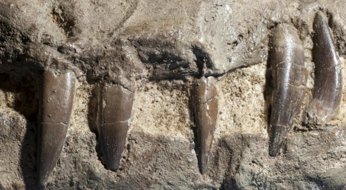 Odkryto szczątki największego prehistorycznego drapieżnika 