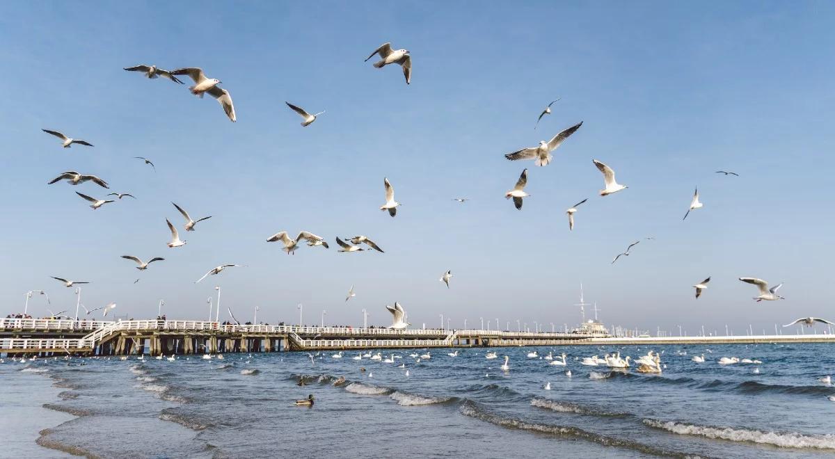  Sopot w strefie zagrożenia wystąpienia ptasiej grypy. Miasto prosi o zgłaszanie przypadków