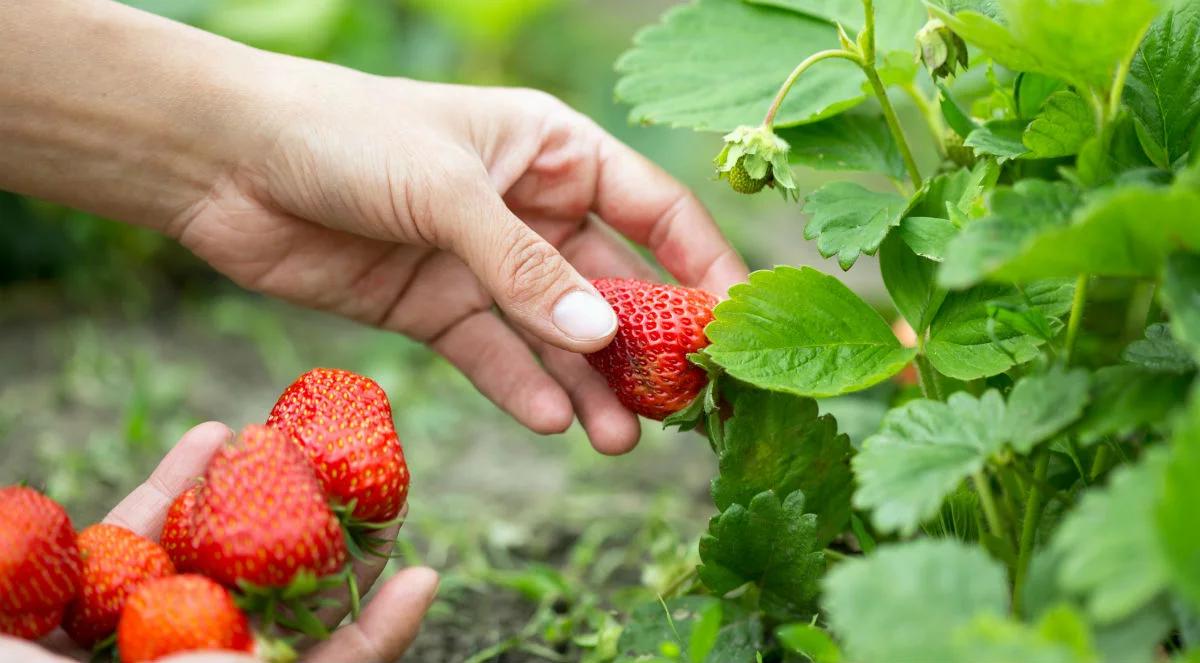 Plantatorzy zaniepokojeni. W rolnictwie brakuje pracowników