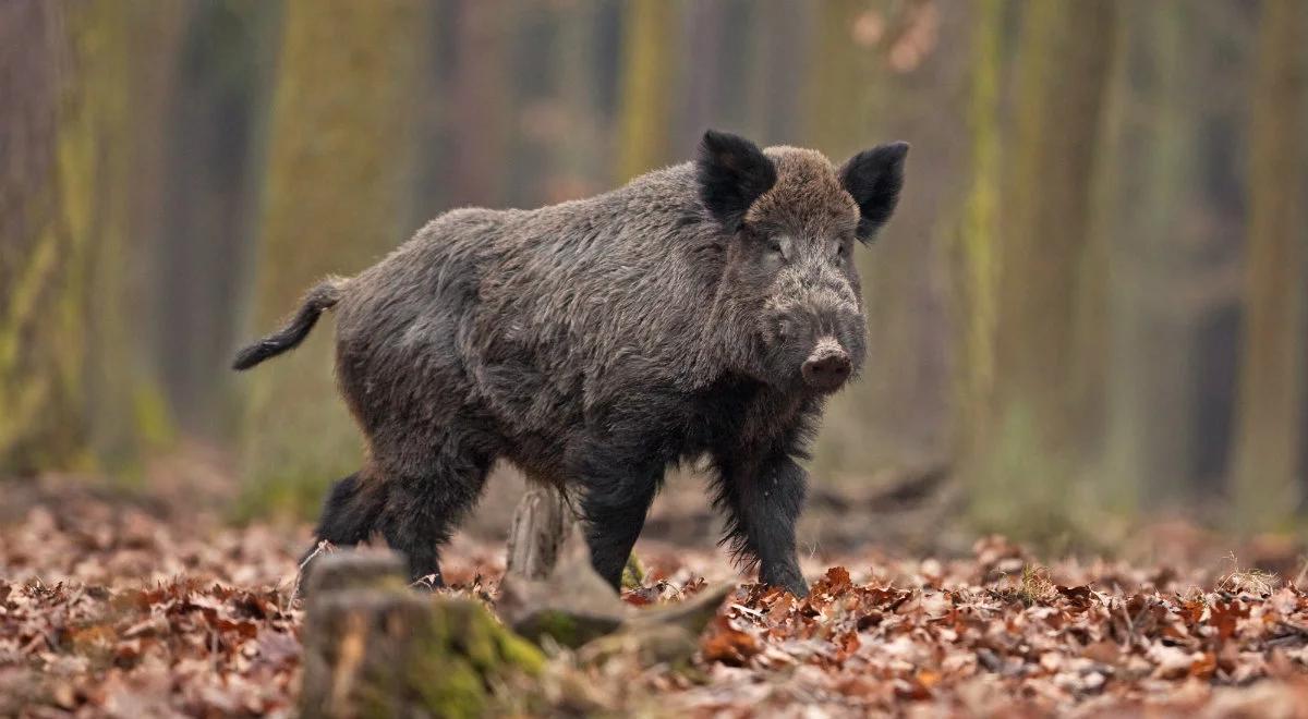 Wiceminister rolnictwa: liczę, że specustawa pomoże w walce z ASF