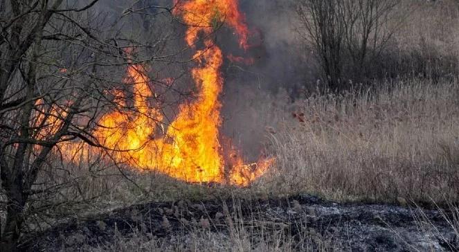 Już ponad 1,7 tys. pożarów traw w tym roku. Apel strażaków: to zagrożenie dla życia