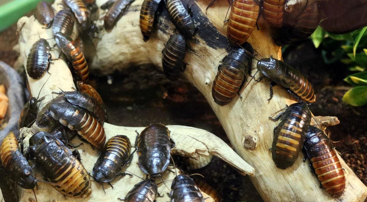 Walentynki: w zoo możesz nazwać karalucha imieniem swojego byłego/byłej