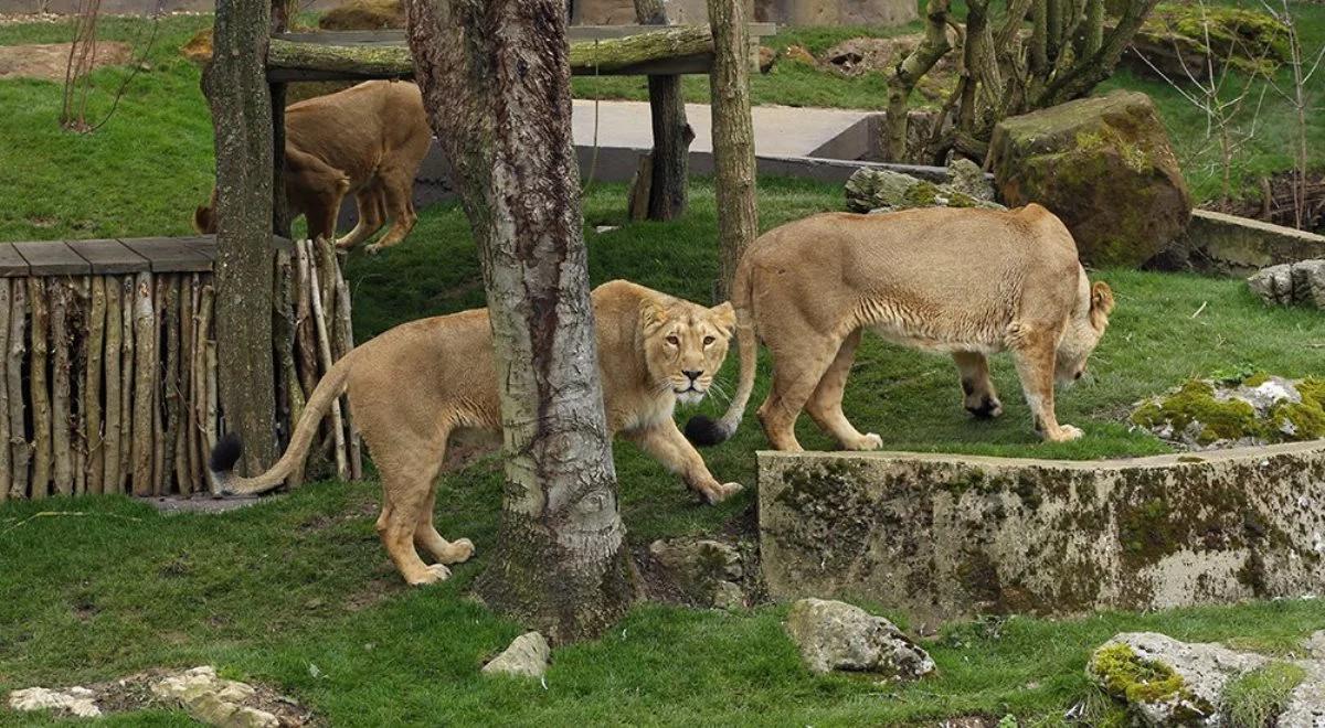 Nowa atrakcja londyńskiego ZOO. Lwy na wyciągnięcie ręki