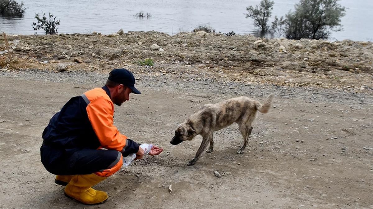 Wysadzenie tamy na Dnieprze. Polscy ratownicy apelują o pomoc żywnościową dla zwierząt