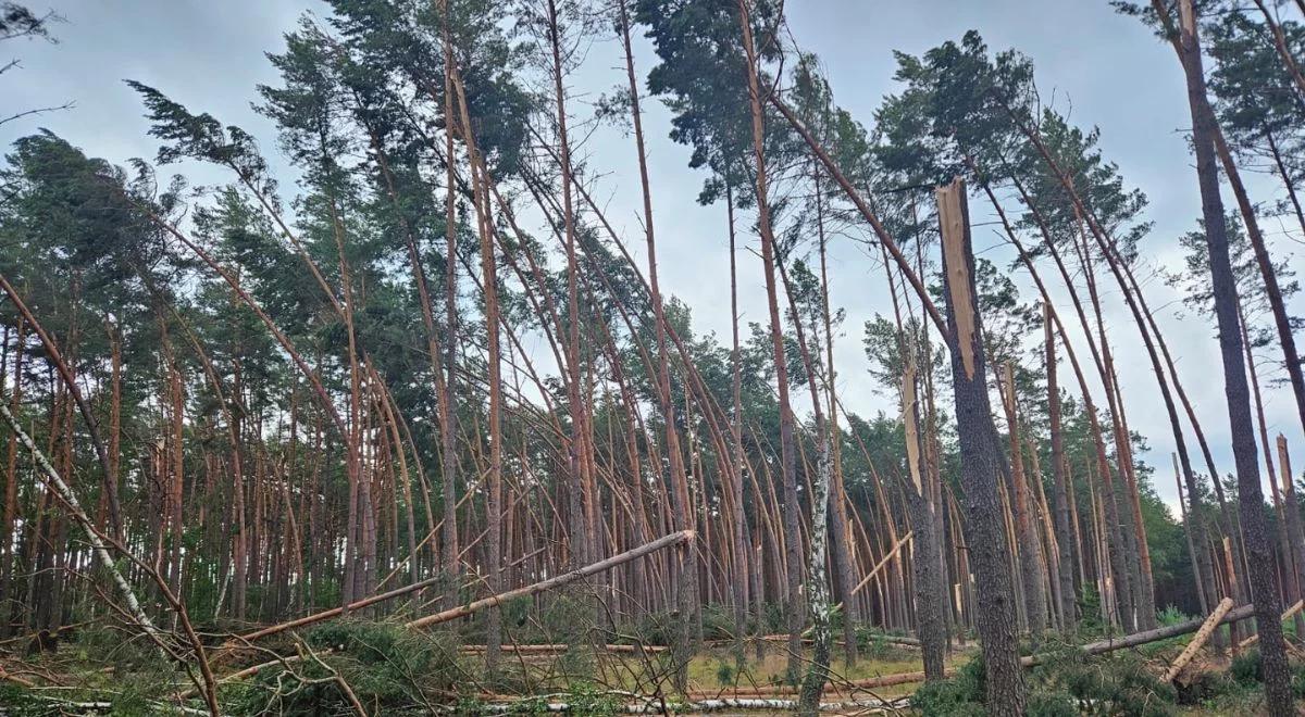 Nie można wchodzić do lasu, ostrzeżenie Nadleśnictwa Olsztyn. "Śmiertelne niebezpieczeństwo"