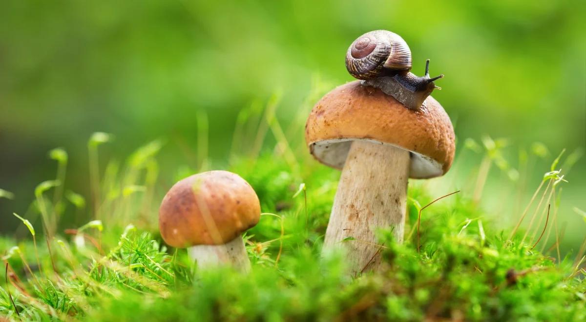 Mandat za zbieranie grzybów? Tak, w pewnych sytuacjach