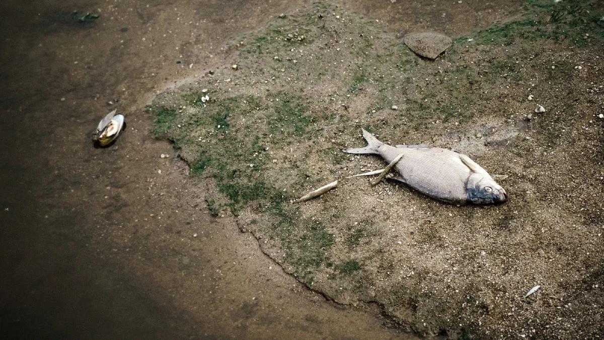 Niemcy: martwe ryby w kolejnej rzece. Jest prawdopodobny winowajca