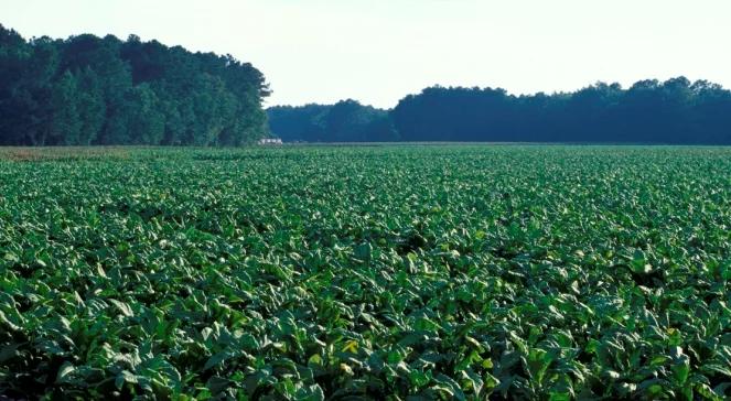 USA: wakacyjna praca dla dzieci... na plantacjach tytoniu