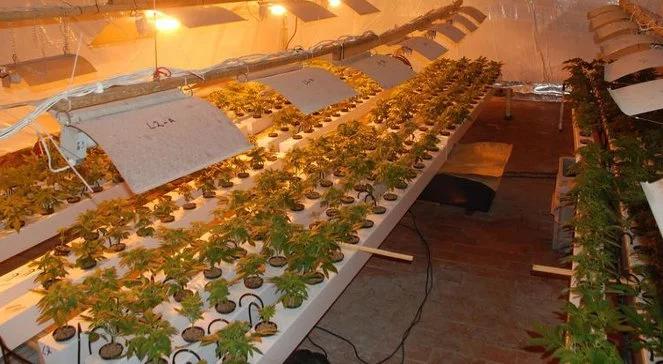 Zlikwidowano plantację marihuany w nieczynnym pensjonacie