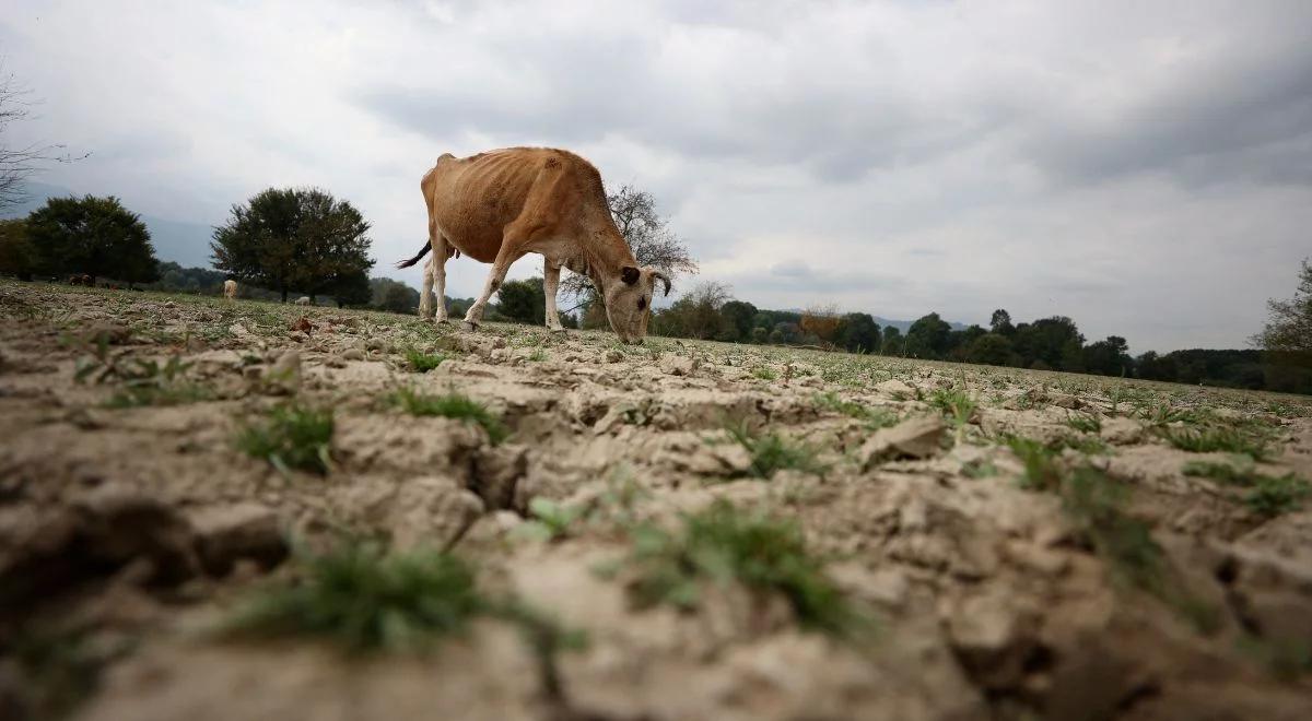 "Krowi Covid" atakuje w Hiszpanii. Rolnicy alarmują: padły setki zwierząt