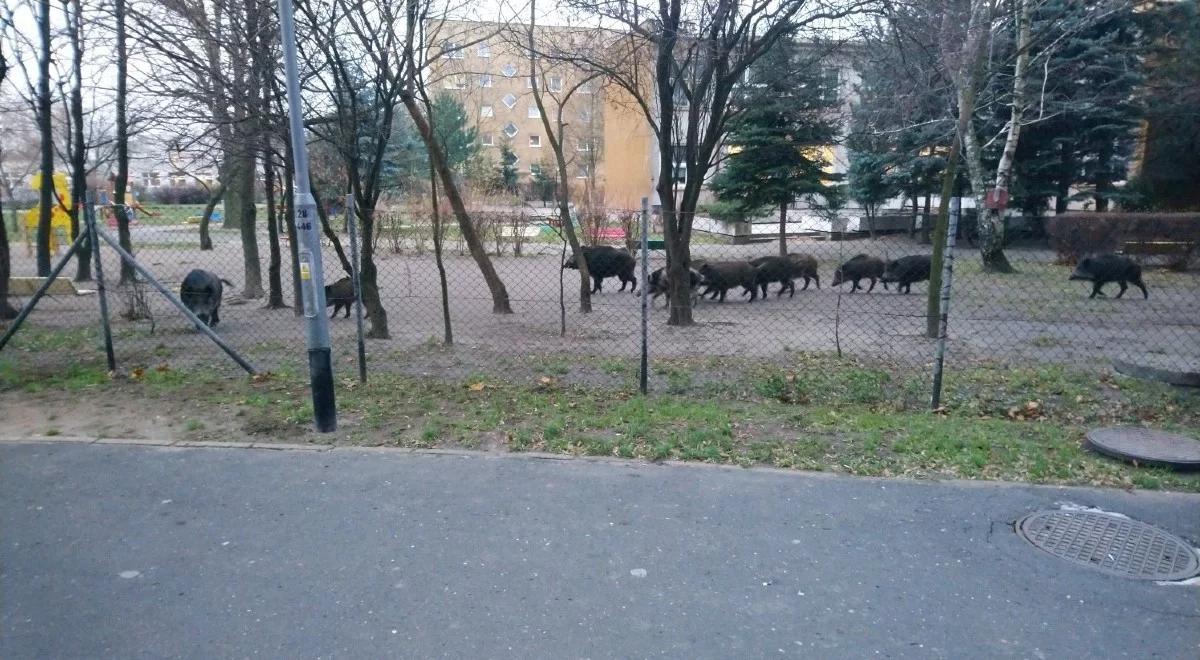 Poznań: dziki wtargnęły na teren przedszkola. "Ze zwierzętami nigdy nie wiadomo"