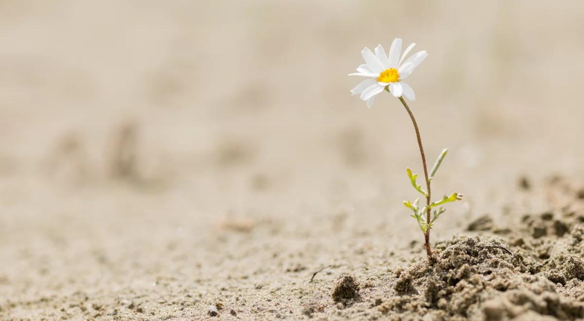 Gorąca wiosna, zmiany klimatu i ginące gatunki w Polsce. Ekspert o wzroście temperatur