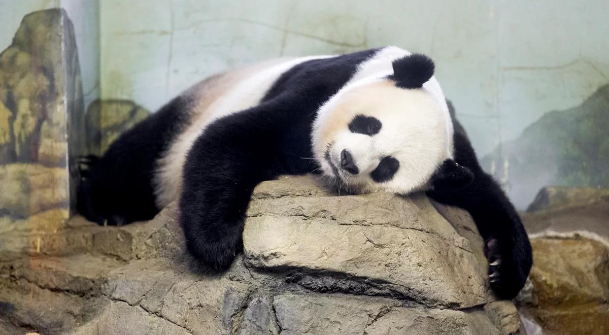 Wielka radość w waszyngtońskim zoo. Urodziły się dwie pandy