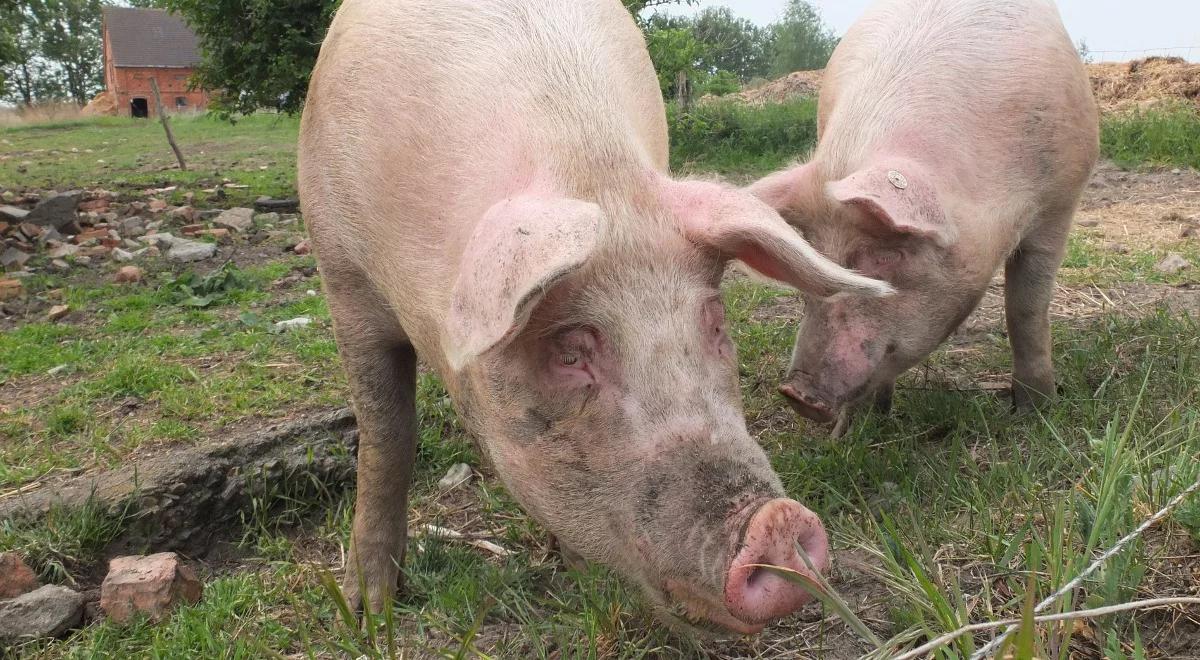 ASF: kolejne ognisko choroby na Podlasiu