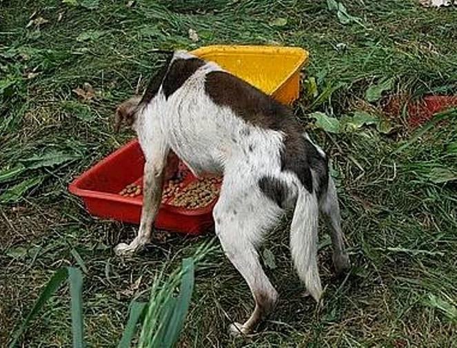 Zborowskie: kobieta od kilku lat głodziła psy