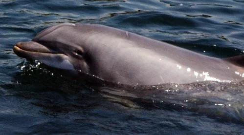 Głowa Micheila Saakaszwilego w pysku delfina. Prezydent w delfinarium