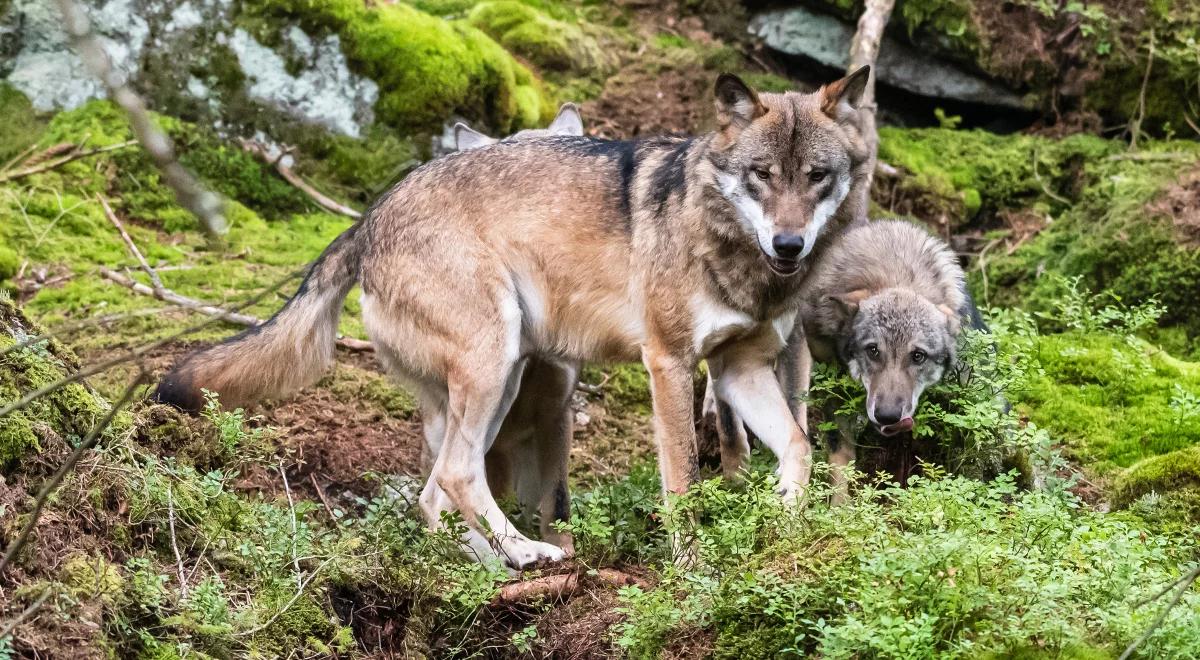 WWF Polska. Jak w praktyce wygląda ochrona środowiska naturalnego?