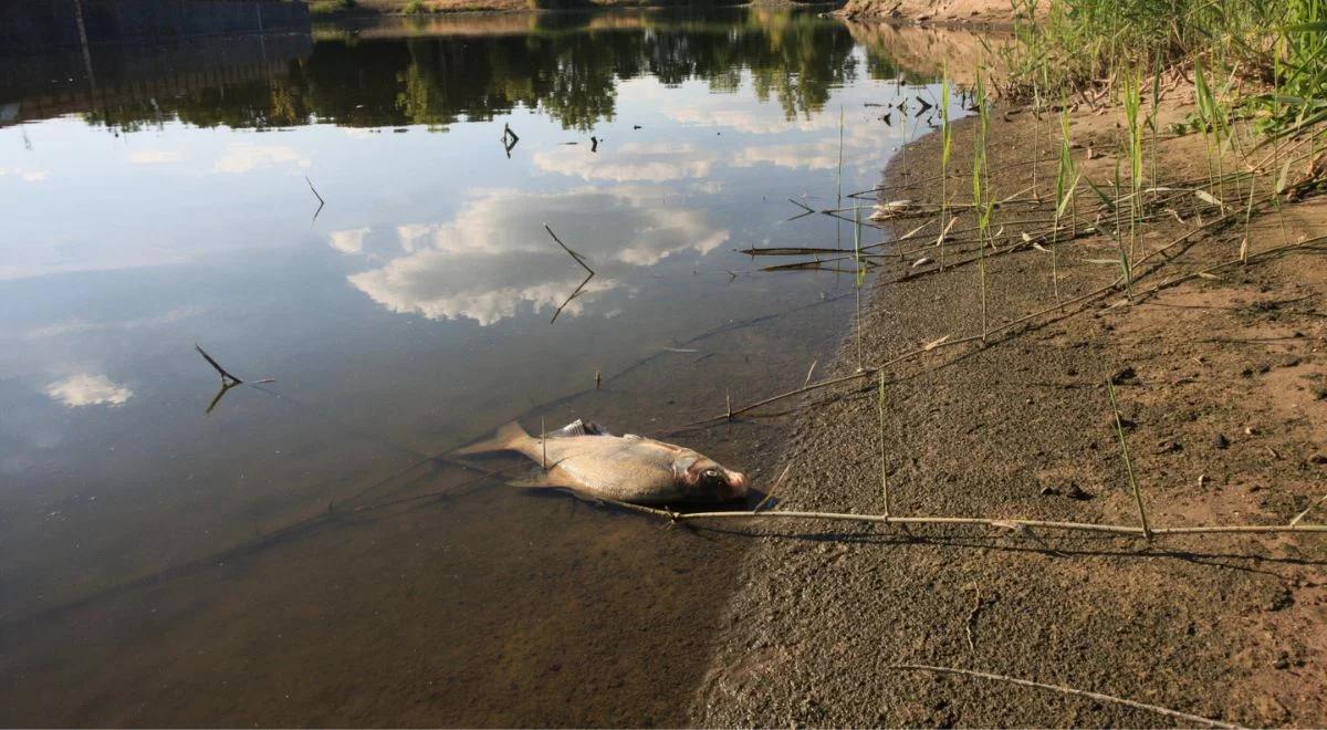 Katastrofa ekologiczna na Odrze. Sprawą zajmie się prokuratura z Wrocławia