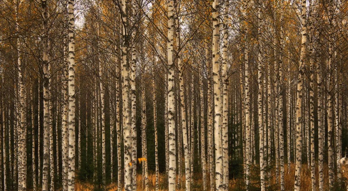 Czy można sprywatyzować Lasy Państwowe?