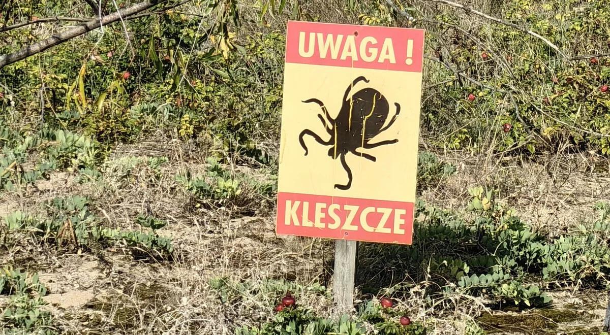 Kleszcze "sieją popłoch"  w trzech regionach Polski. "To dla nich idealne miejsce"