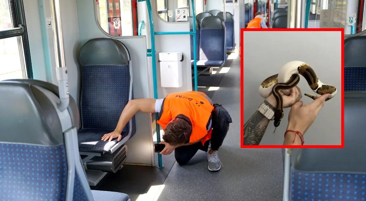 Pyton królewski uciekł z pudełka w pociągu do Gdańska. Jest finał poszukiwań