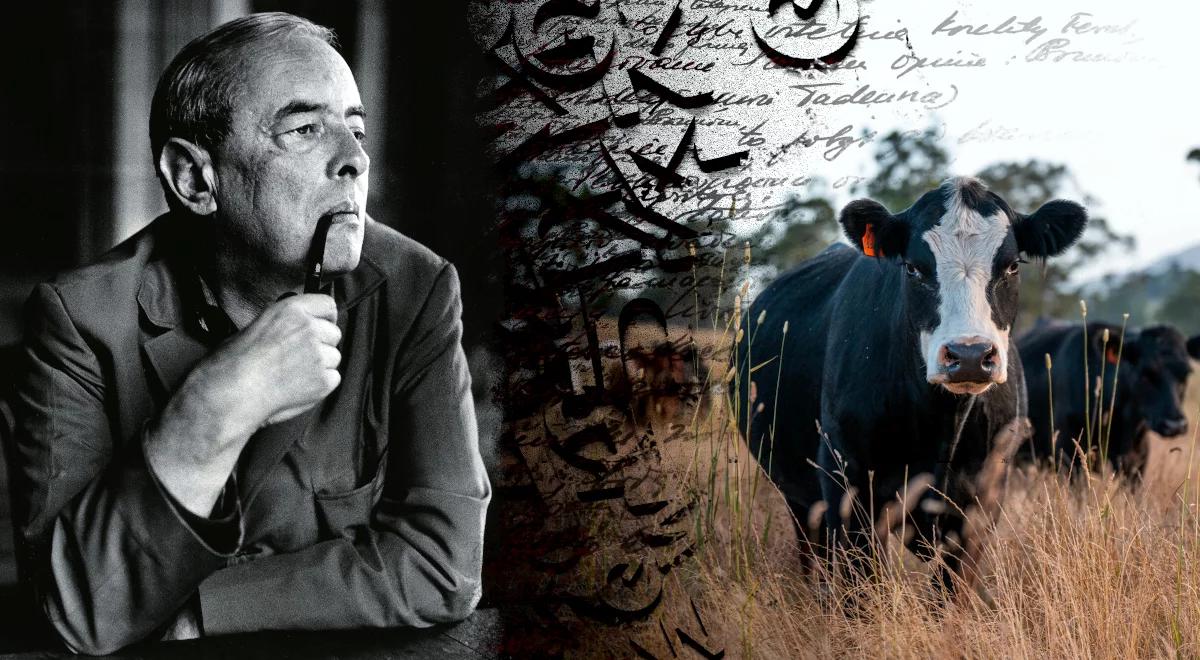 "Patrzą na mnie krowy". Gombrowicz wiedział, co to może oznaczać