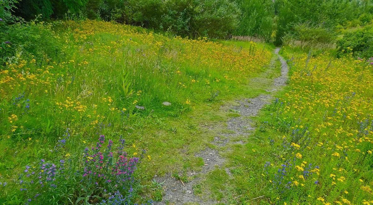 Tysiące hektarów gruntów w miastach do odrolnienia