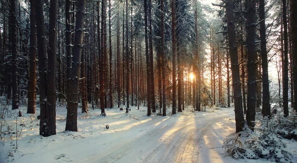 Sprzeciw Finów wobec unijnej gospodarki leśnej. "Nie przyniesie wymiernych korzyści klimatycznych"