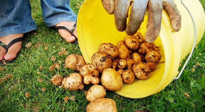 Bio i eko znaczy zdrowsze?