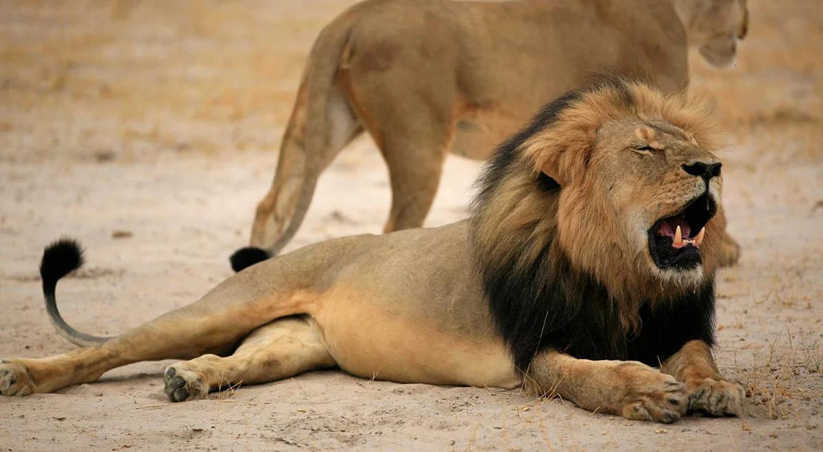 Dentysta z USA zabił symbol Zimbabwe - lwa Cecila. Zwierzę konało prawie dwie doby. Są zarzuty